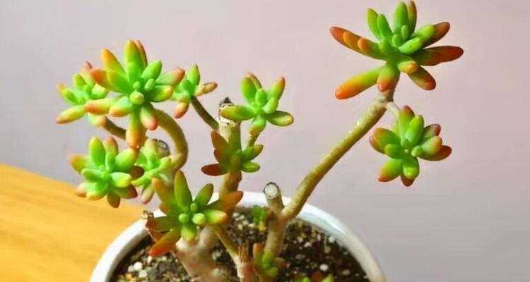 初吻老桩的养殖方法及养护事项
