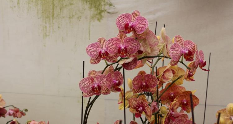 蝴蝶兰花语（探寻蝴蝶兰花语的深层含义）