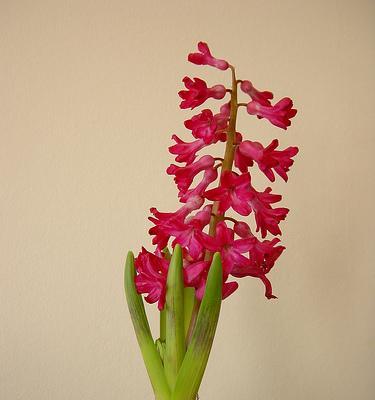 风信子花语（探索风信子的花语与象征意义）