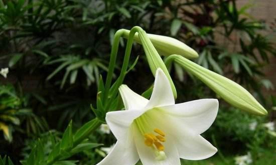百合花的象征意义及文化传承（美丽的花语）