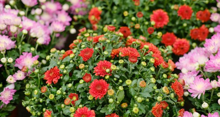 菊花的花语及其寓意（探秘菊花的深意和文化内涵）